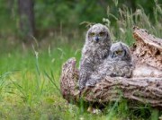 Voorbeeld afbeelding van Workshop, cursus Valkerij Het Muithuis in Langenboom