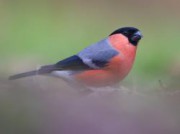 Voorbeeld afbeelding van Fotokijkhut, Natuur Fotohut Wildernistrek in Vledder