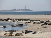 Voorbeeld afbeelding van Rondvaart, Botenverhuur Waddenveer De Vriendschap in De Cocksdorp (Texel)