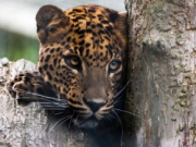 Voorbeeld afbeelding van Dierentuin BestZOO in Best