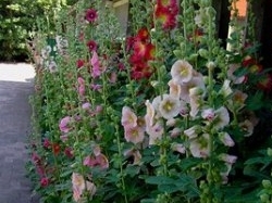 Vergrote afbeelding van Stokrozen-Hortensia-Hemerocallis-Bamboe Weekend in Espel