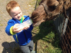 Vergrote afbeelding van Kamelensafari bij Kamelenmelkerij Smits in Berlicum